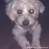 roberto dambrosio - @robertodambrosio2 - TikTok