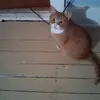 Robert dametro the third jouni - @robert.dametro.th - TikTok