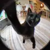 user3382023857802 - @robertdangerfield3 - TikTok
