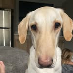 Dash - @dash__robert - Instagram