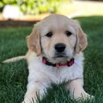 Dashiell Robert “Dash” - @dash.the.goldenpup - Instagram