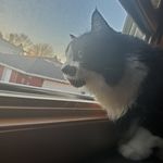 Dash - @dashiellrobertpurr - Instagram
