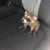 Robert - @robert_daum - TikTok