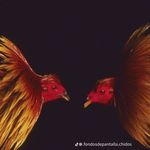 Luis Robert Demetrio - @luisrobertdemetrio - Instagram