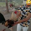 🐓demore#soloboy..🐓 - @robertdemorepatoc - TikTok