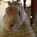 Robert DeVito - @kabooki123 - Instagram