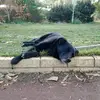 Robert Dew - @lc_sway - TikTok