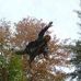 Robert Dingley - Facebook