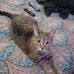 Bob Disbrow - Facebook