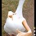 Robert Doñes - Facebook