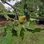 Robert Druce - @oaktree1958 - Instagram