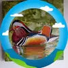 Robert Searles - @robert.searles - TikTok