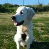 Robert Eder - @_goldenleo_ - TikTok
