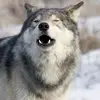 robert.edwards_15 - @robert.edwards_15 - TikTok