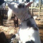 Robert Esienhower - @robert_eisnerhowe - Instagram
