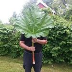Robert Ekman - @prom.manager.misth - Instagram