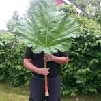 Robert Ekman - Facebook