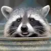 robertelsea - @robertelsea - TikTok