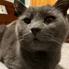 Simba Cricket - @robert.ernst - TikTok