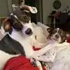 Buddy + Freddy - @robertsrescues - TikTok
