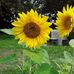 Robert Ellinger - Facebook
