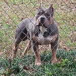 Robert Farley - @coldblooded.bully.kennel - Instagram