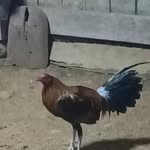 Robert Fausto - @robert.fausto.359 - Instagram