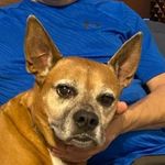 Robert Ferrigno - @keikersthedog - Instagram