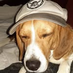 Robert Fitzroy - @fitz_the_cat_529 - Instagram