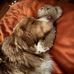 Robert Flaherty - Facebook