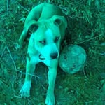 Robert Forshee - @robertforshee - Instagram
