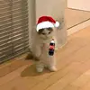 ~Robert_Saoco~ - @robert_fruit - TikTok