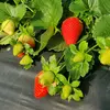 Roby fruit - @robertofruit91 - TikTok