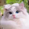 Anime Becca - @robertgardner65340 - TikTok