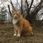 Robert Garfield Warren - @bob.the.very.fat.cat - Instagram