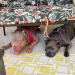 Robert Geissinger - @gracie_deuce - Instagram