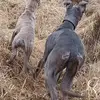 Robert Gemmell - @robert.gemmell4 - TikTok