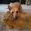 Robert Giggey745 - @talking_dogs71 - TikTok