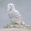 robertgillette0 - @robert.gillette3 - TikTok