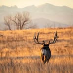 Robert Gorham - Facebook