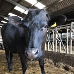 Robert Goss - @wiltshire_wagyu - Instagram