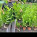 Robert Green - Facebook