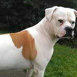 Robert Gribben - @deezoandczar - Instagram