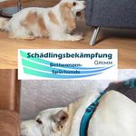 Robert Grimm - @grimm_ungeziefer - Instagram