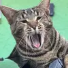 ROBERT GROSS😛 - @robert.gross58 - TikTok