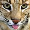 roberthallock127 - @roberthallock127 - TikTok