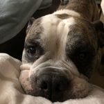 Robert Halstead - @robert.halstead - Instagram