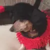 Robert Hansen - @robert.hansen30 - TikTok