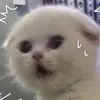 roberthauu - @roberthauu - TikTok