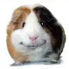 roberthealy270 - @roberthealy270 - TikTok
